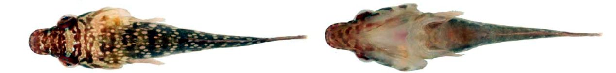 Lepadogaster candolii_005